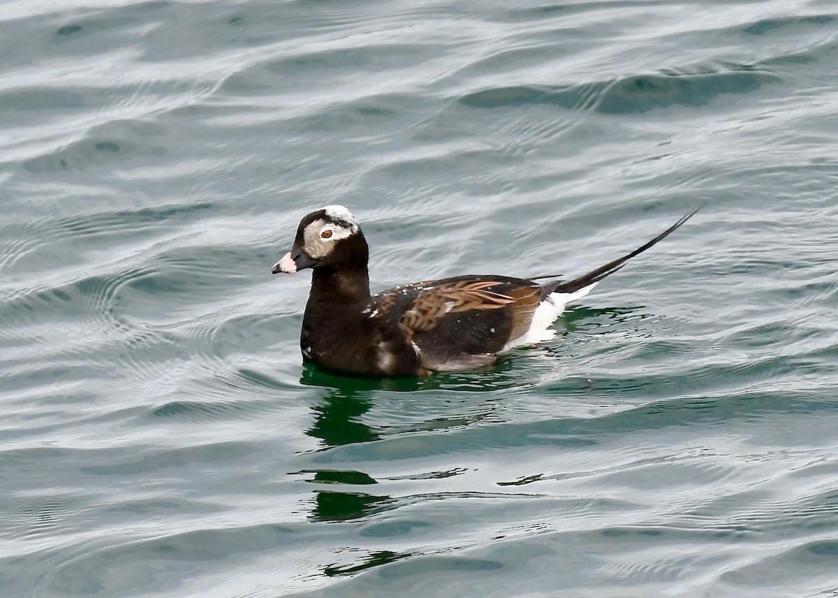 Long-tailed Duck - Jennifer Bordeleau
