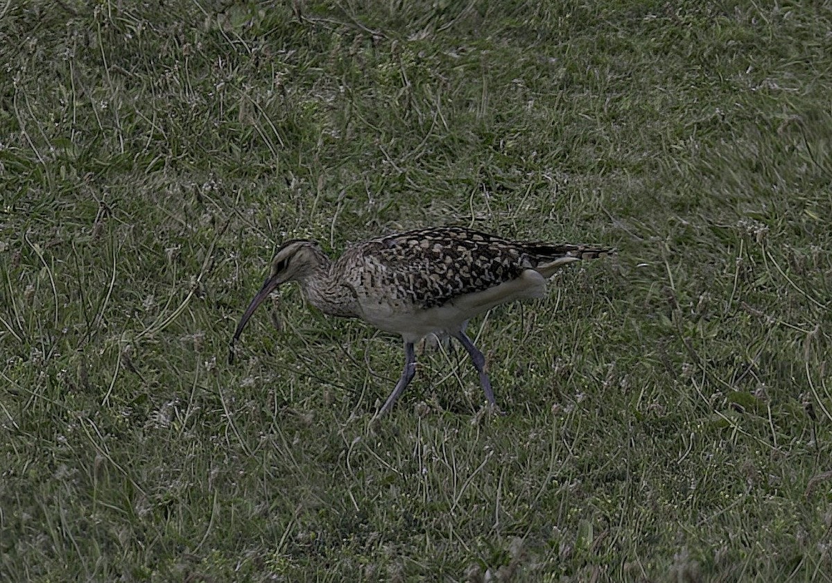 Bristle-thighed Curlew - ML618989892