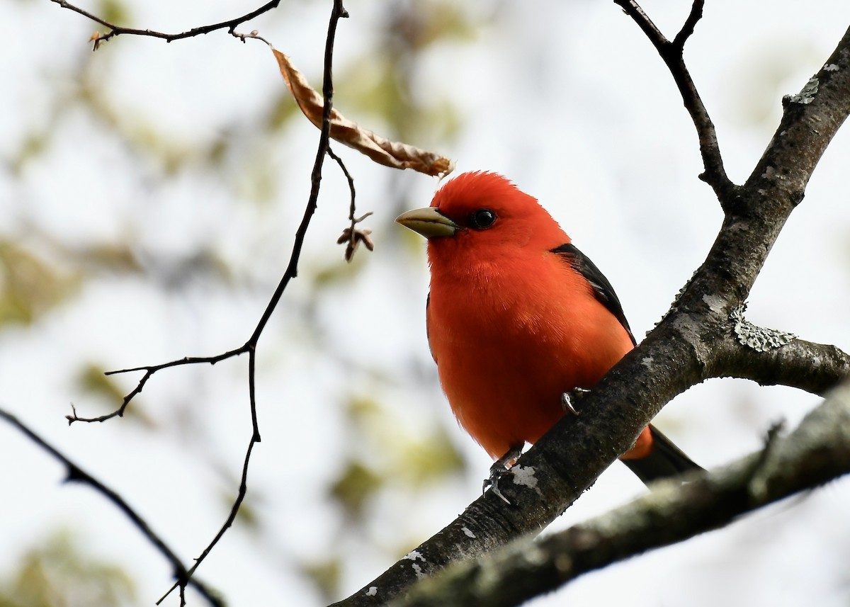 Scarlet Tanager - ML618989896
