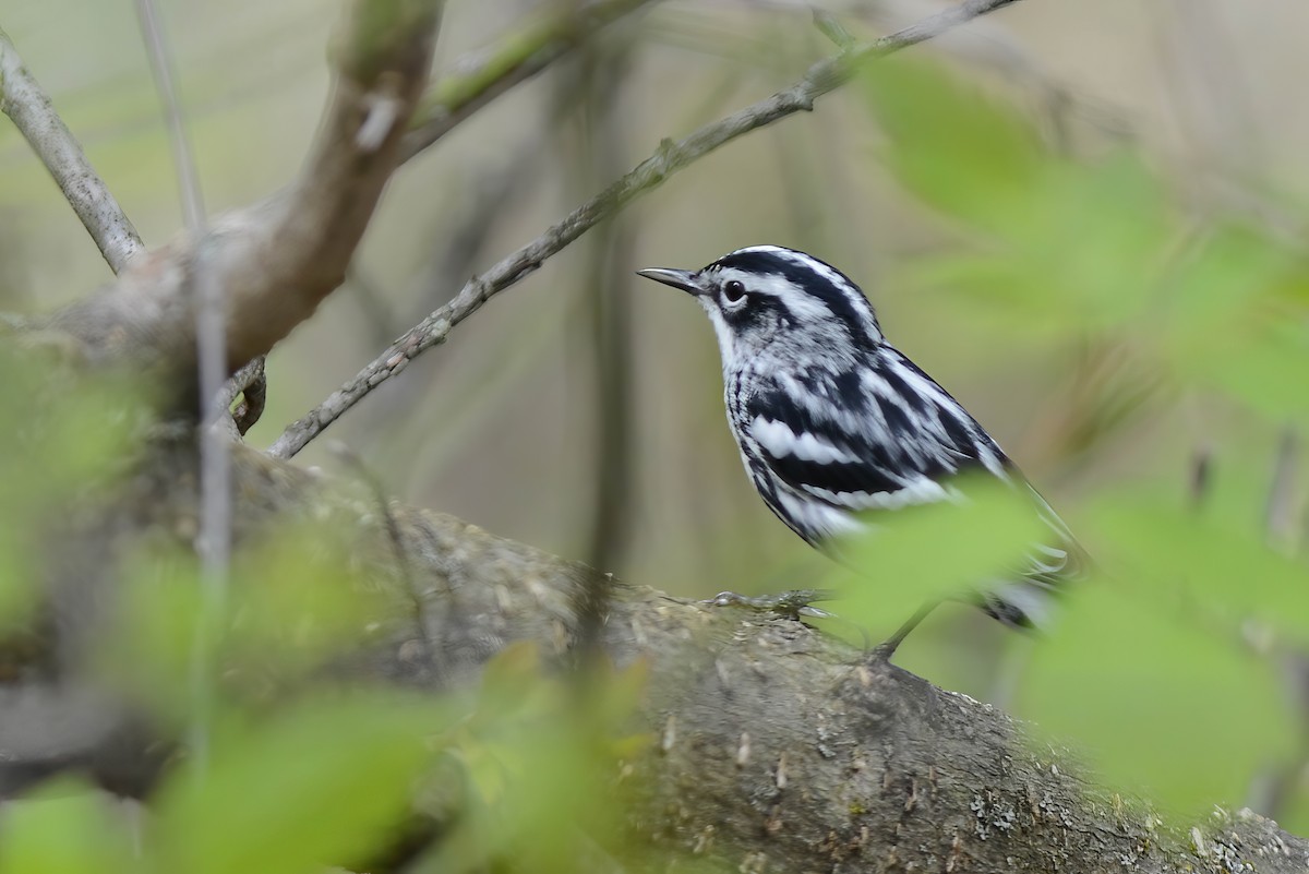 Black-and-white Warbler - ML618989903