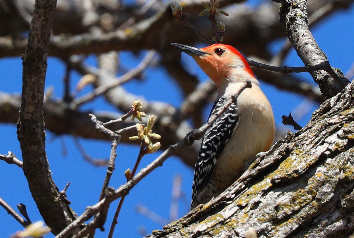 Red-bellied Woodpecker - Grace Green