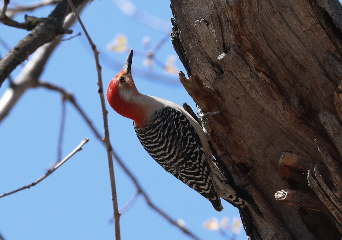 Red-bellied Woodpecker - Grace Green