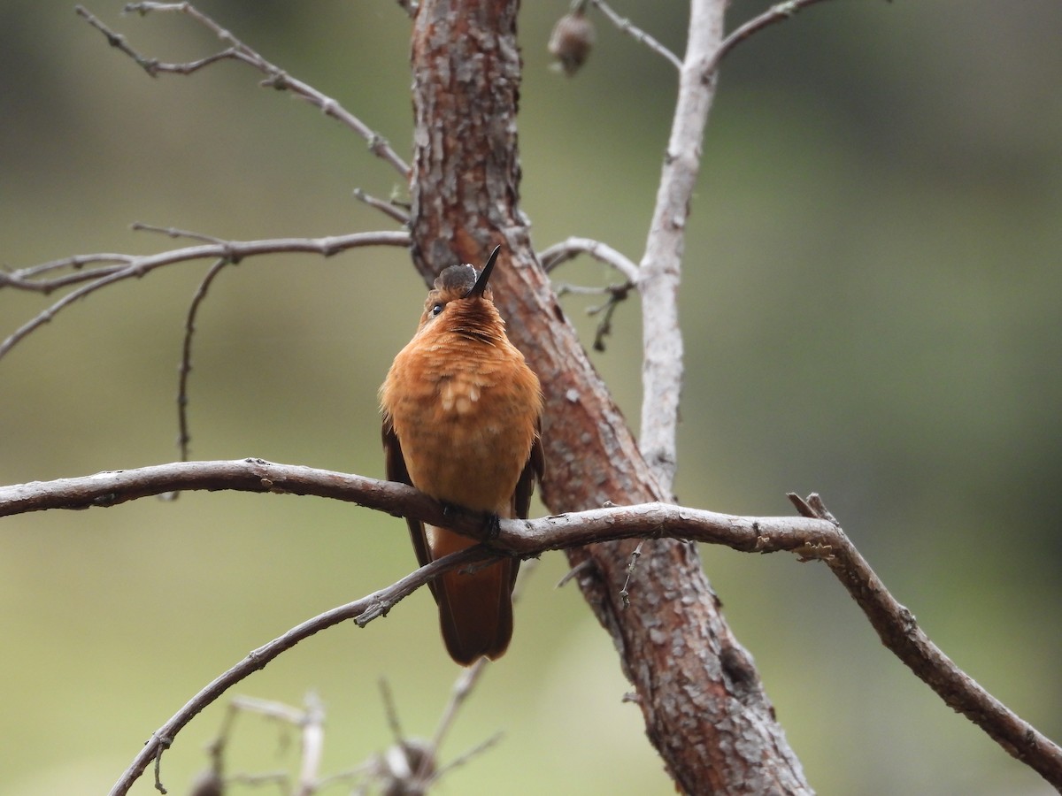 kolibřík duhovohřbetý - ML618989907