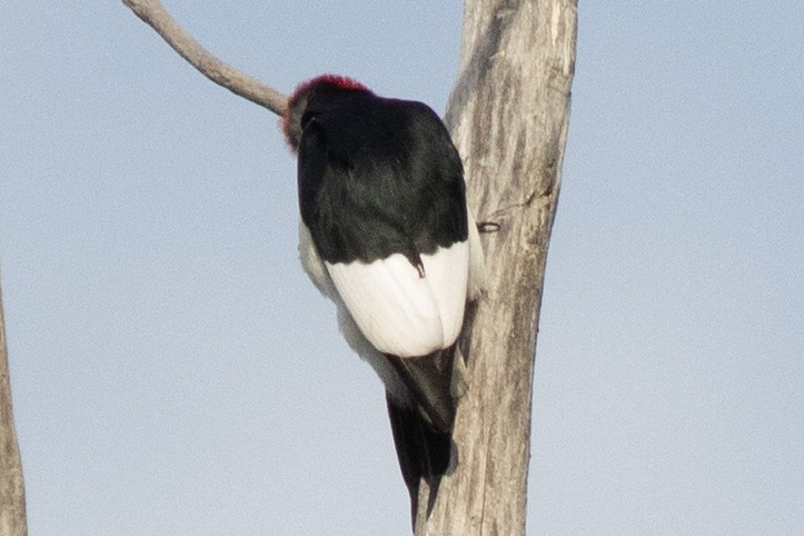 Red-headed Woodpecker - ML618989909