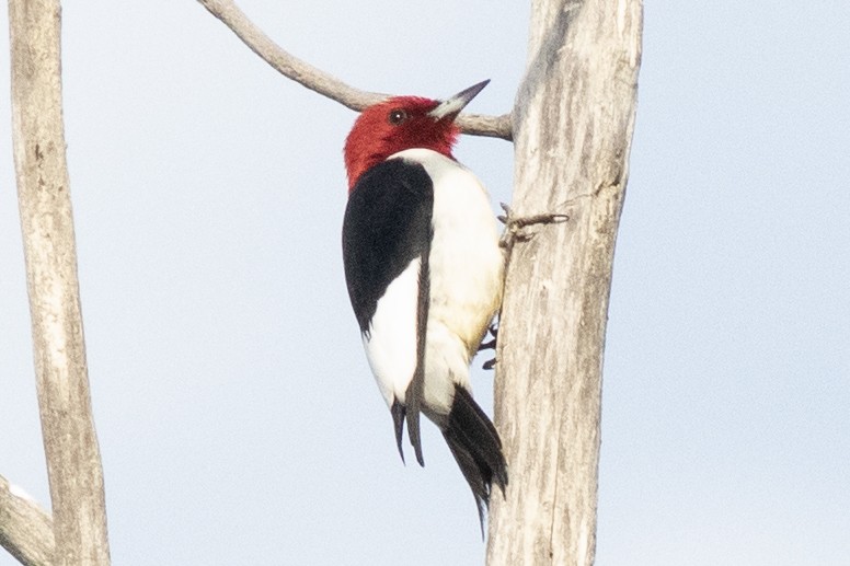 Red-headed Woodpecker - ML618989912
