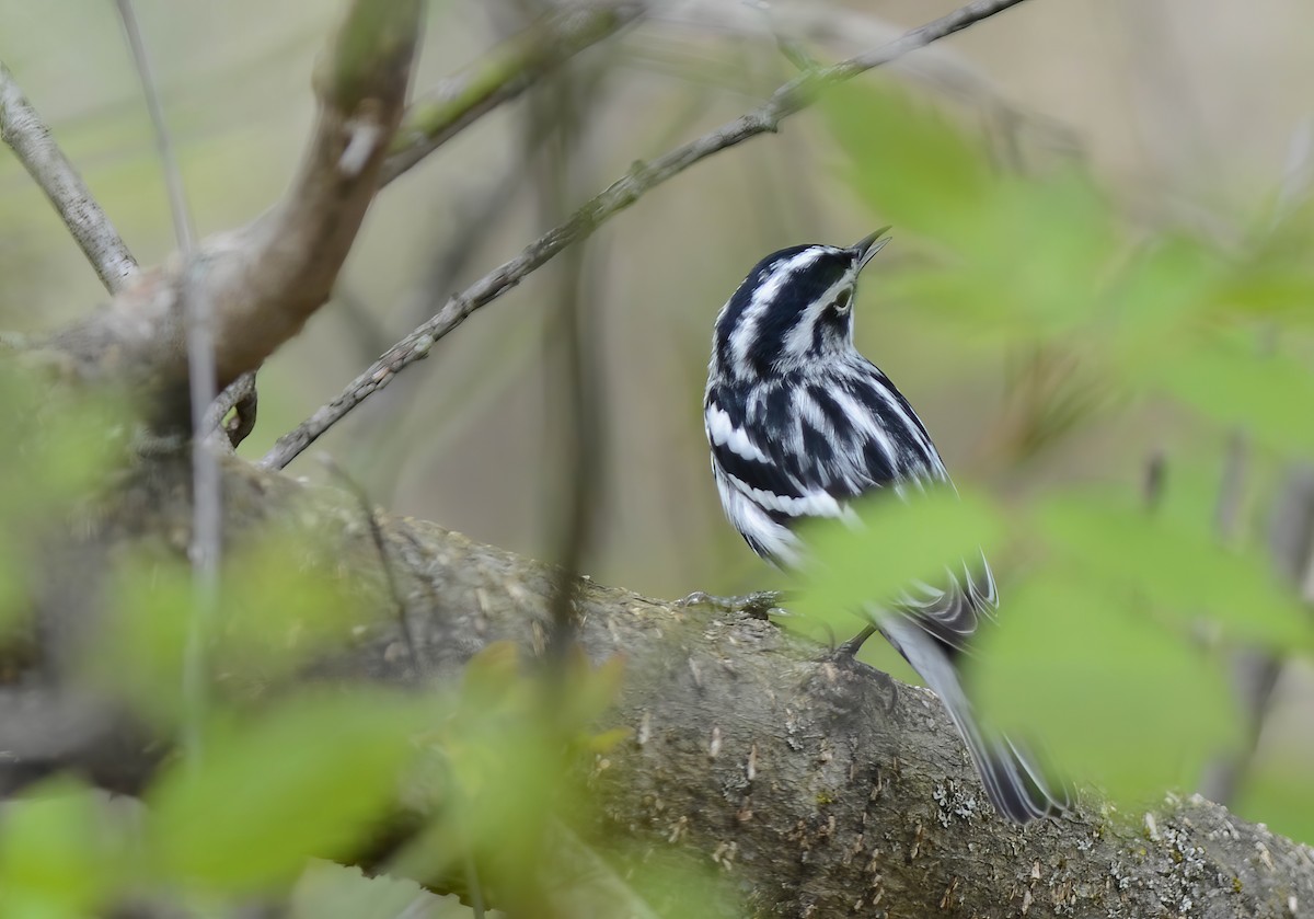 Black-and-white Warbler - ML618989914