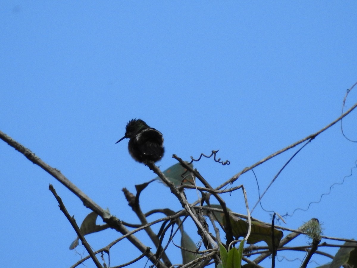 Wire-crested Thorntail - ML618989920