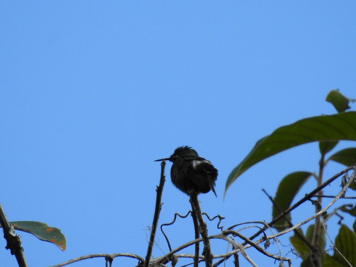 Wire-crested Thorntail - ML618989921