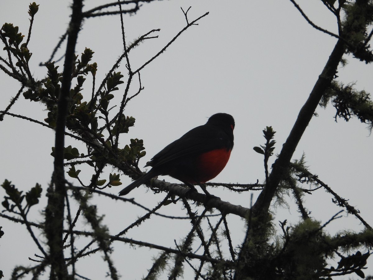 Scarlet-bellied Mountain Tanager - ML618989965