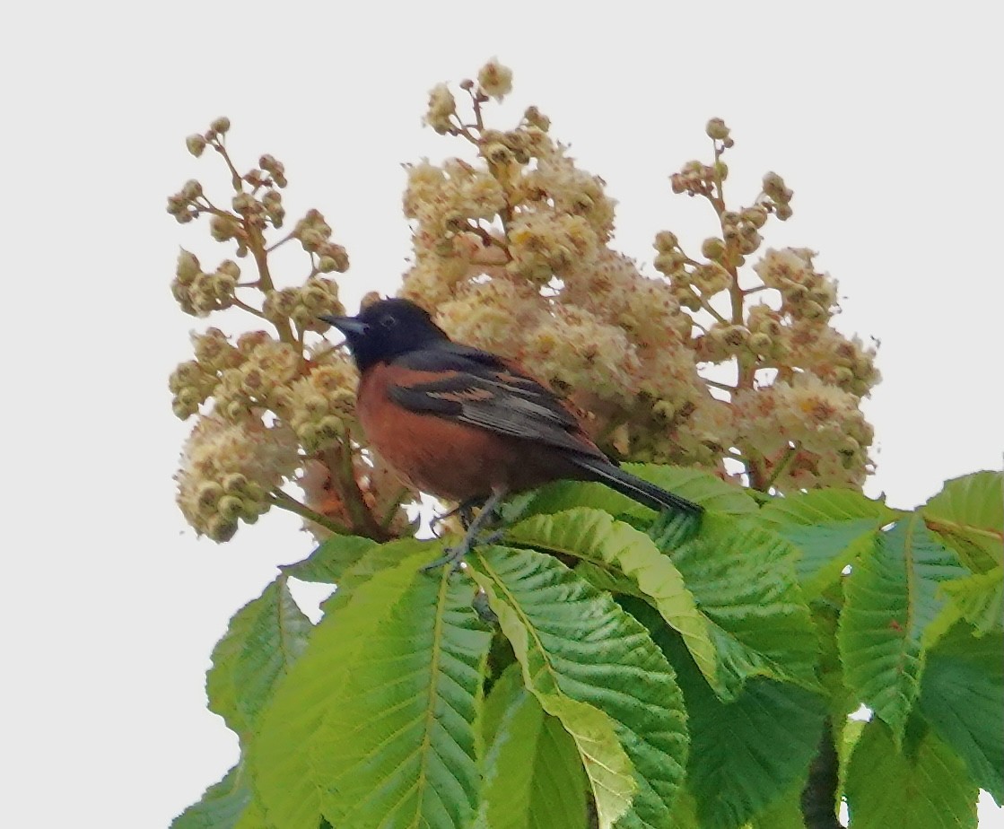 Orchard Oriole - ML618989966