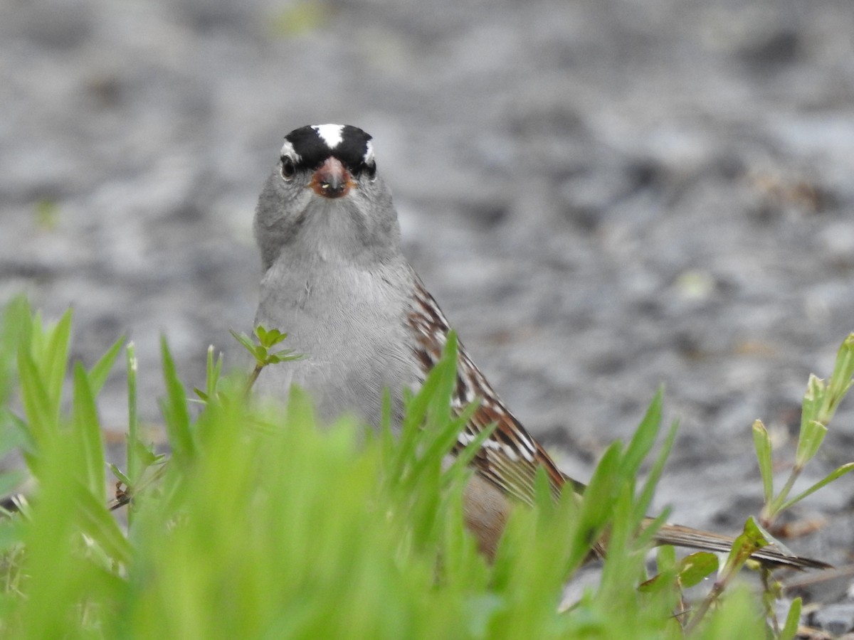 White-crowned Sparrow - ML618989967