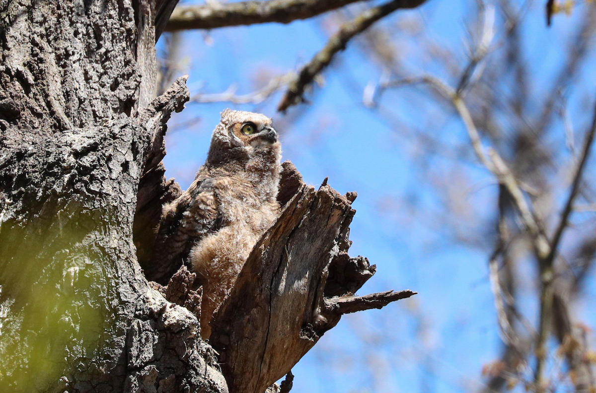 Great Horned Owl - ML618989988