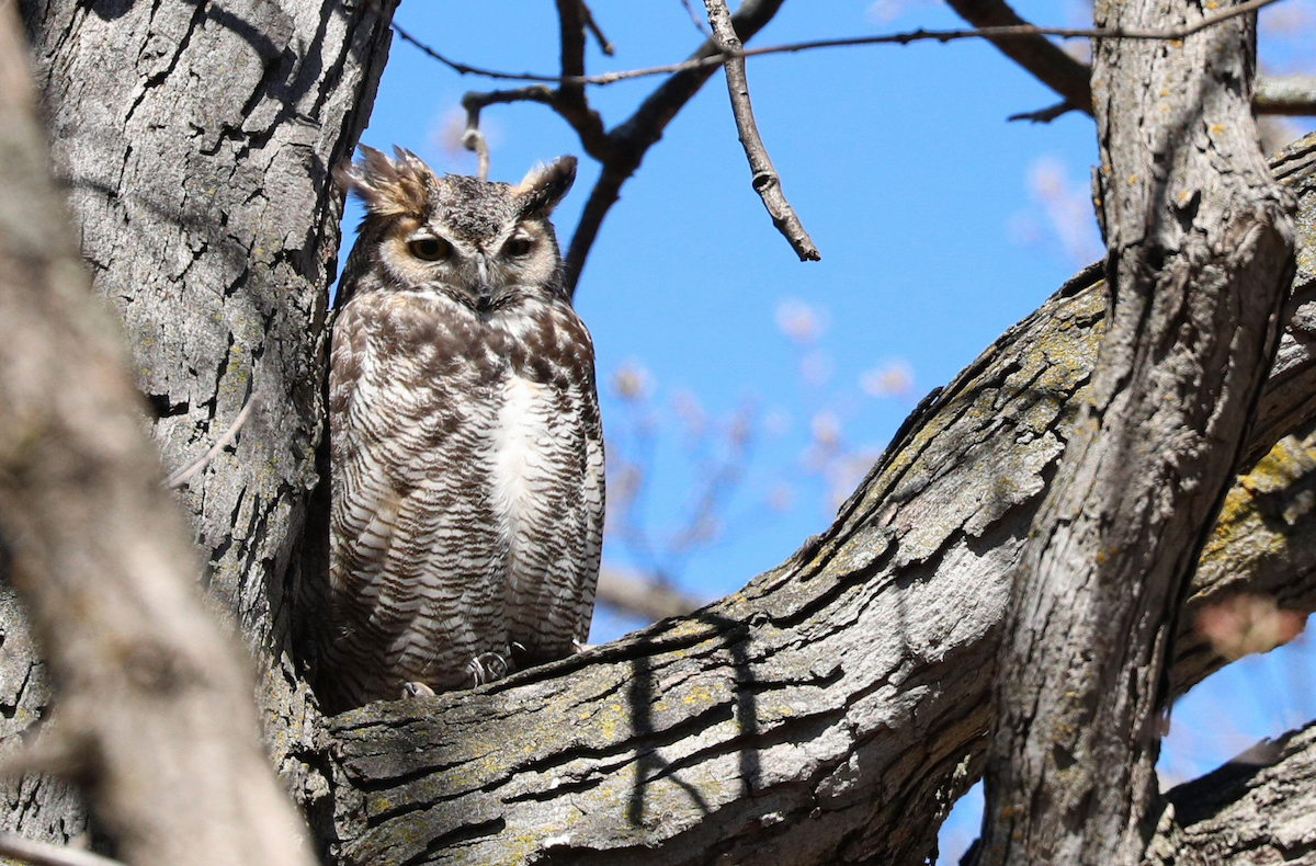 Great Horned Owl - ML618989989