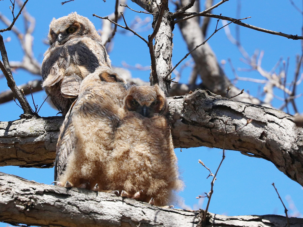 Great Horned Owl - ML618989990