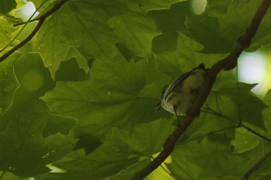 Cerulean Warbler - ML618990006