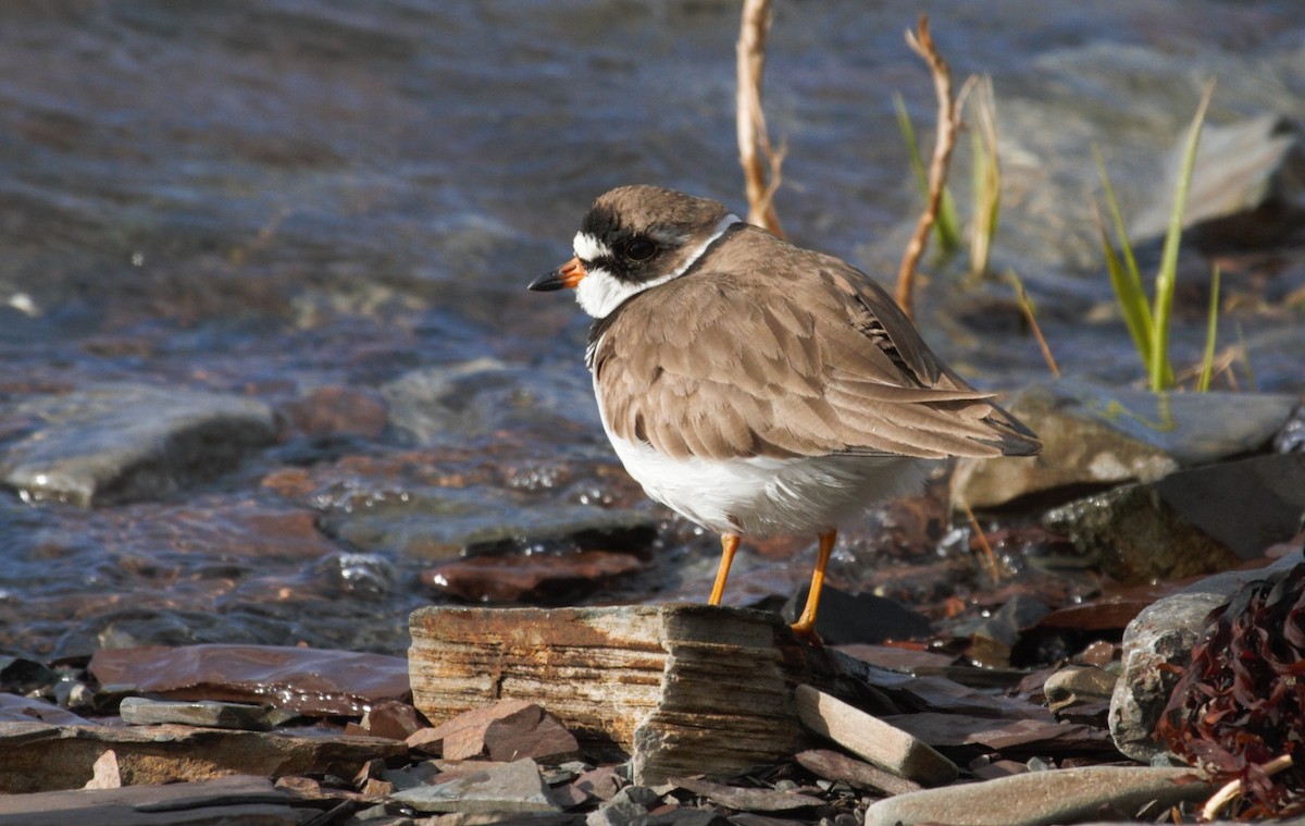 Semipalmated Plover - ML618990022