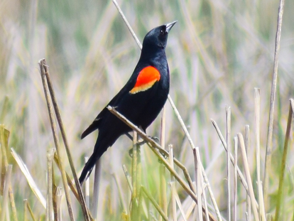 Red-winged Blackbird - Brandi Craiglow