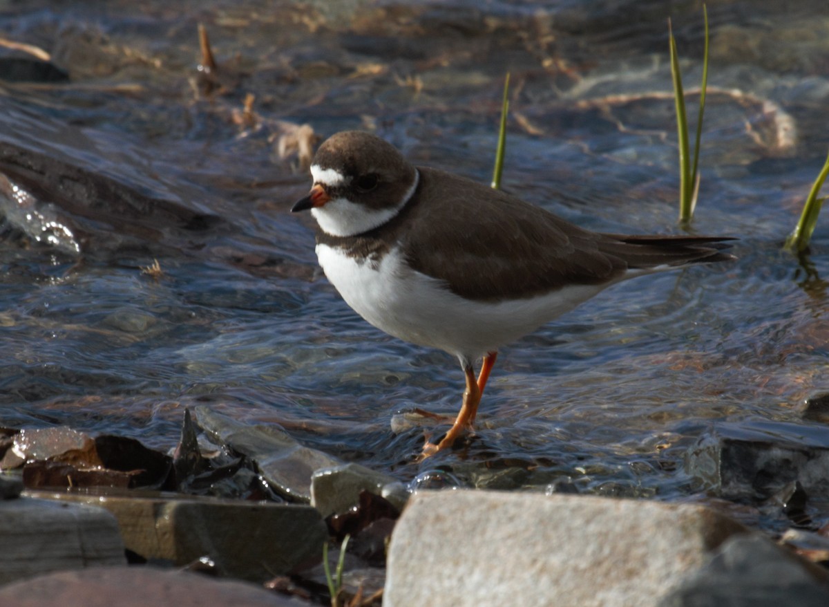 Semipalmated Plover - ML618990025