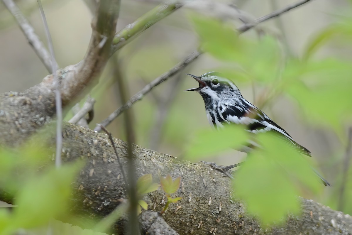 Black-and-white Warbler - ML618990038