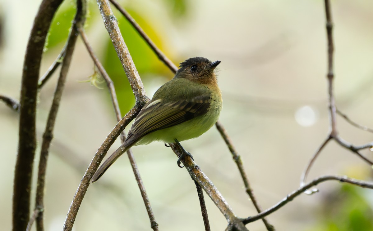 Rufous-breasted Flycatcher - ML618990075