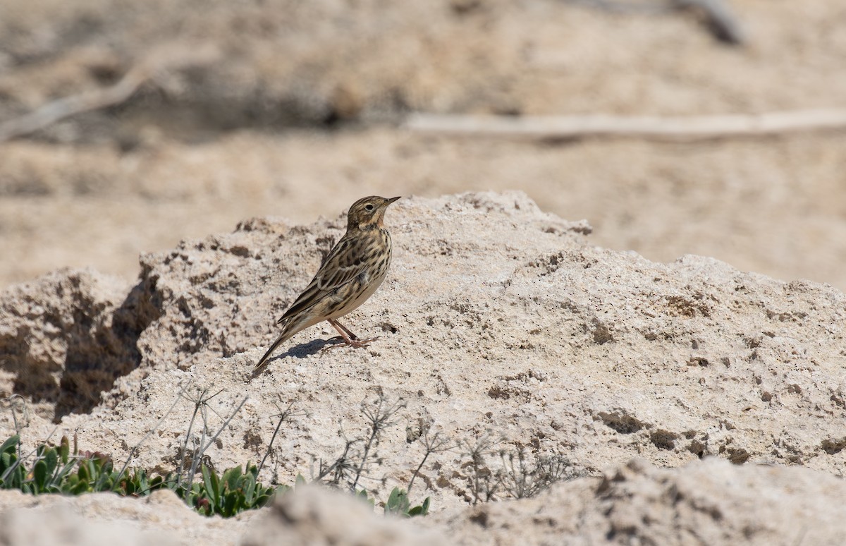 Red-throated Pipit - ML618990101