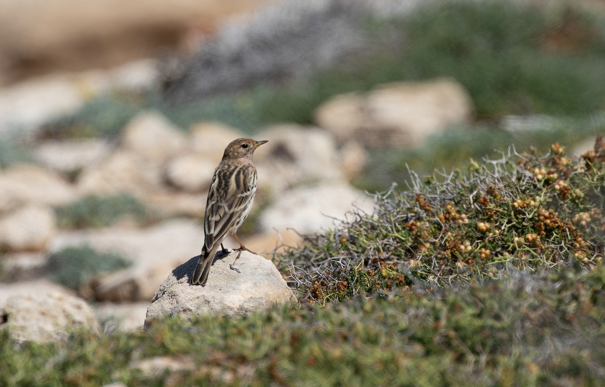 Red-throated Pipit - ML618990102