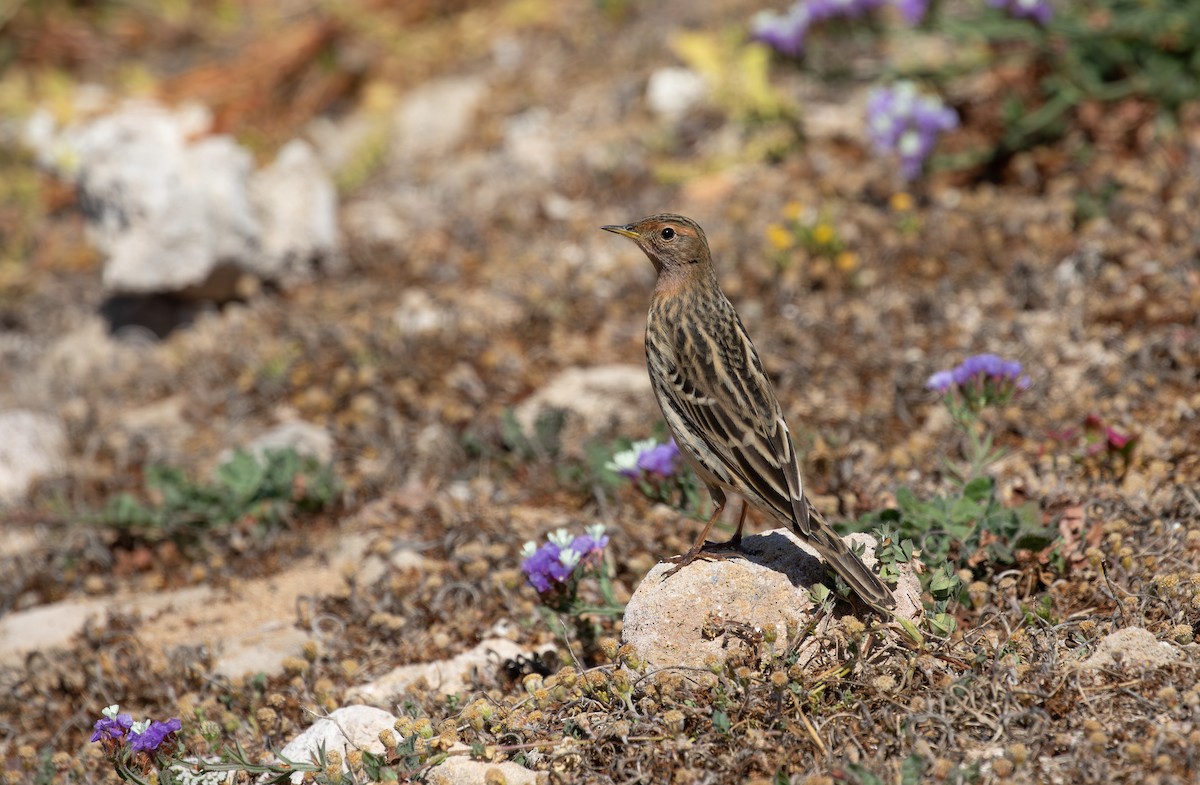Red-throated Pipit - ML618990104