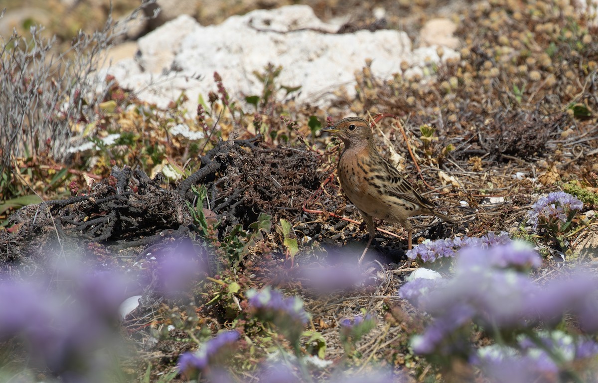 Red-throated Pipit - ML618990105
