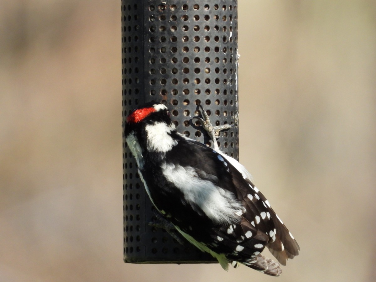 Downy Woodpecker - ML618990127