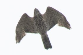 Broad-winged Hawk - ML618990131