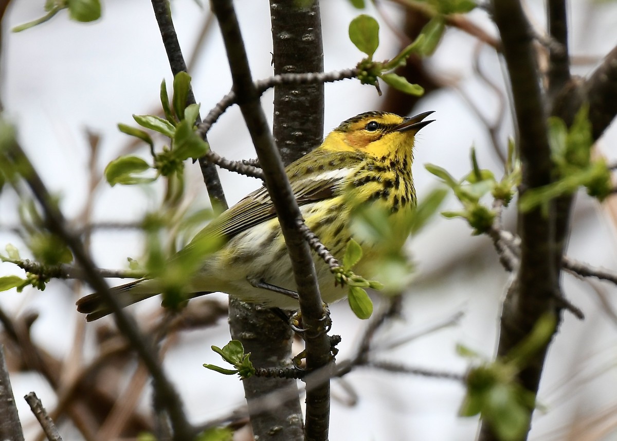 Cape May Warbler - ML618990139
