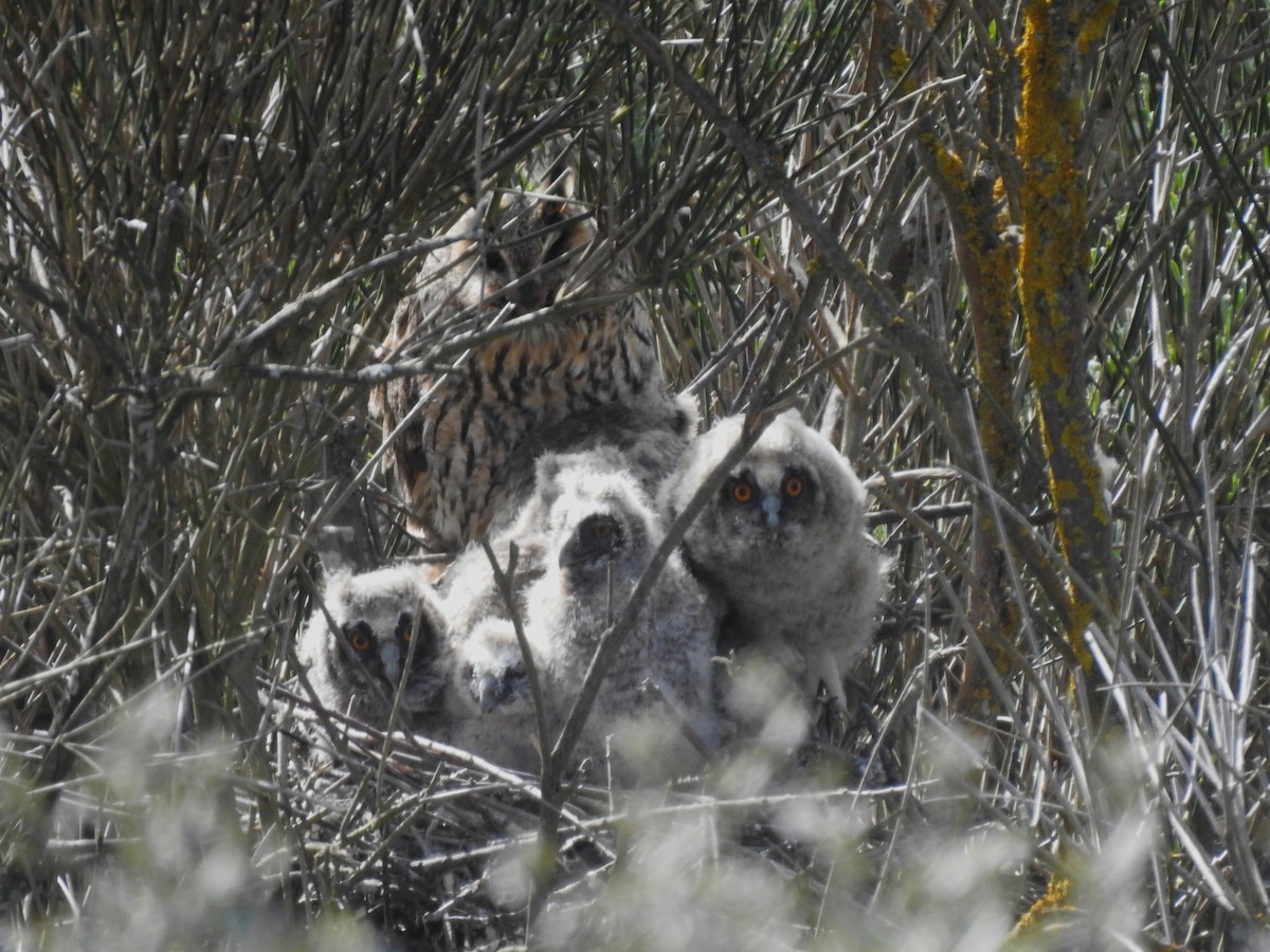 Long-eared Owl - ML618990145