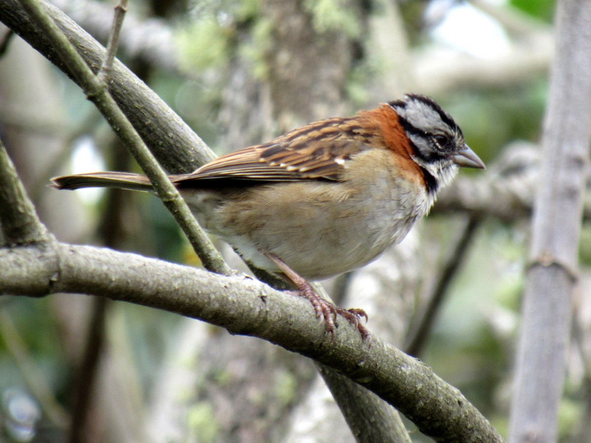 Rufous-collared Sparrow - ML618990163