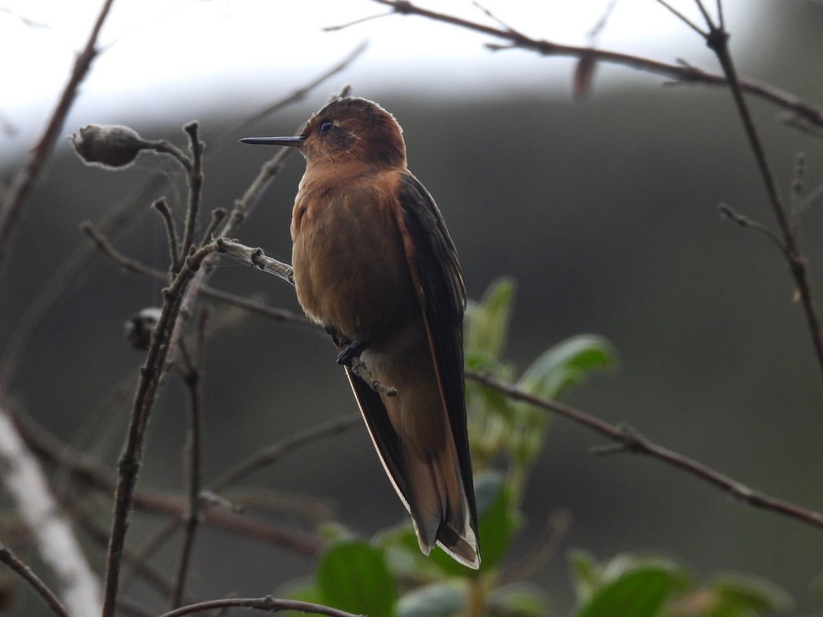kolibřík duhovohřbetý - ML618990171