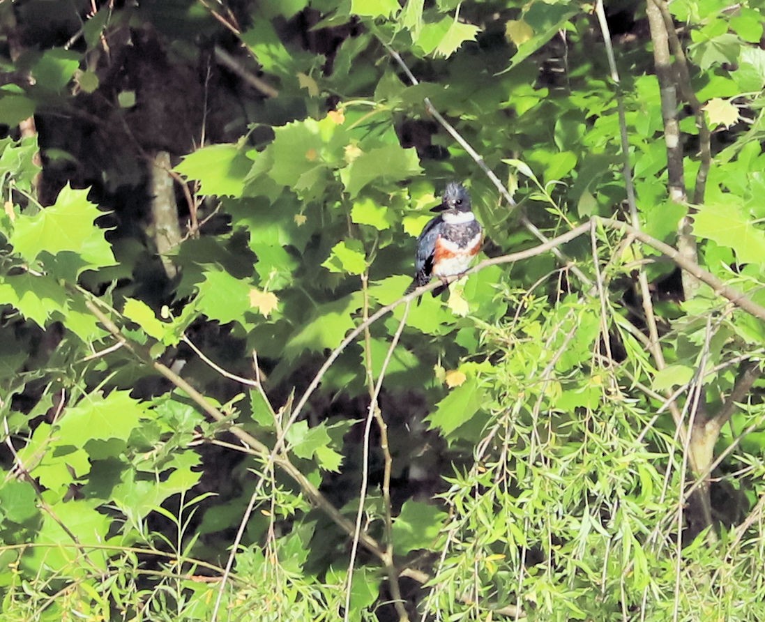 Belted Kingfisher - DICK GRUBB