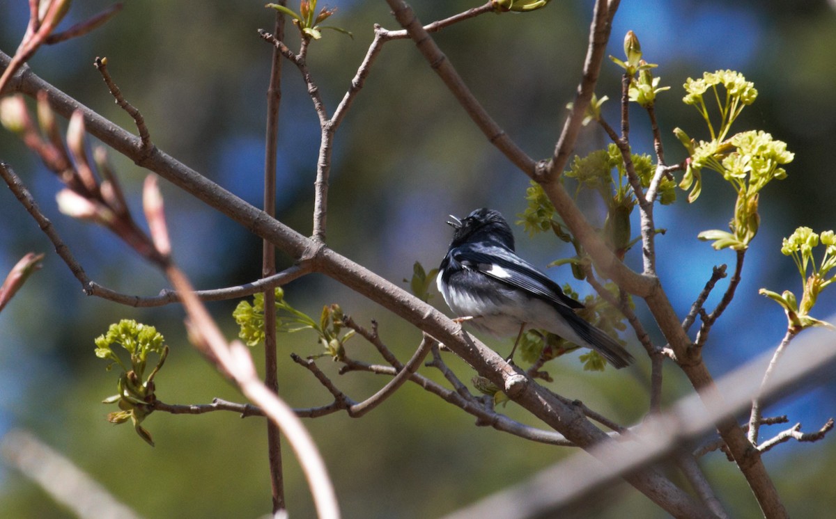 Black-throated Blue Warbler - ML618990227