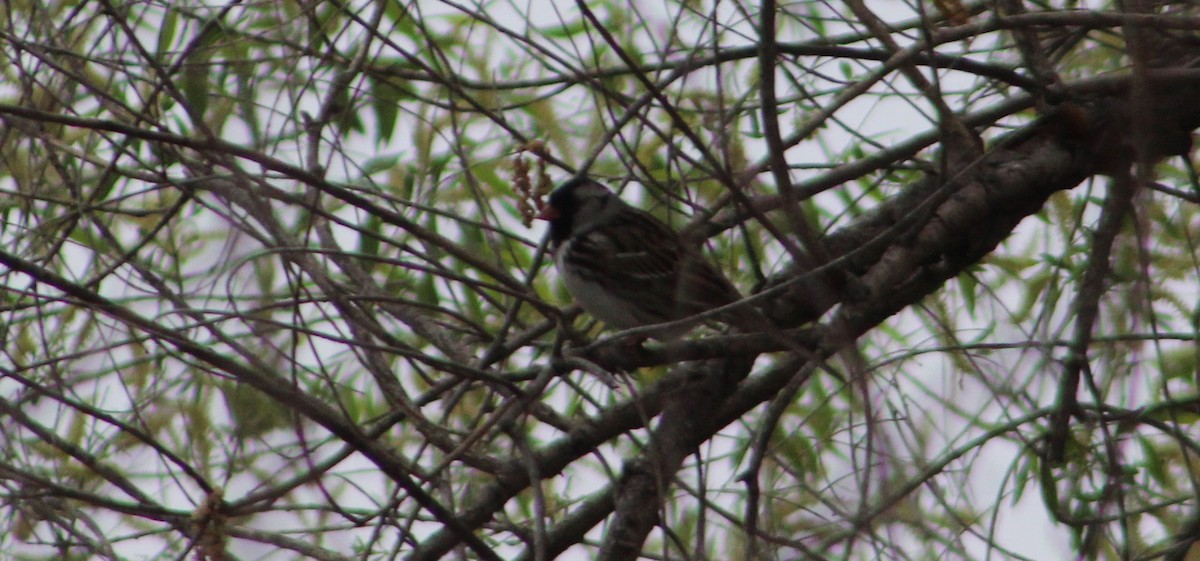 Harris's Sparrow - ML618990275