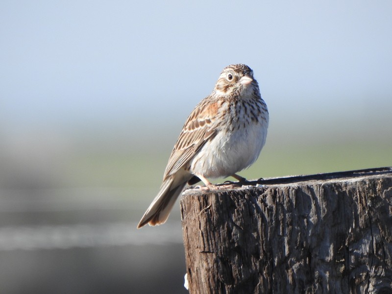 Vesper Sparrow - ML618990317