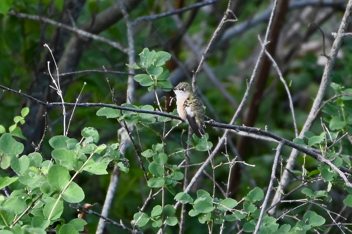 Calliope Hummingbird - ML618990368
