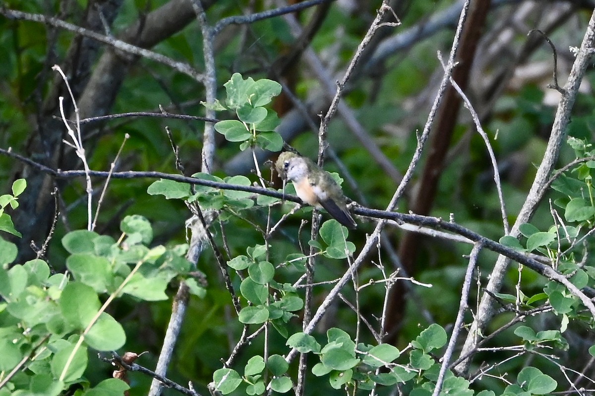 Calliope Hummingbird - ML618990378