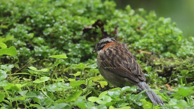 Rufous-collared Sparrow - ML618990388