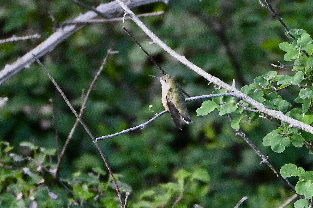Calliope Hummingbird - ML618990393