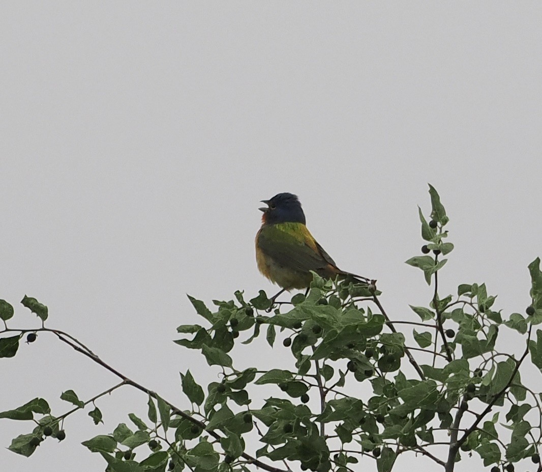 Painted Bunting - ML618990408