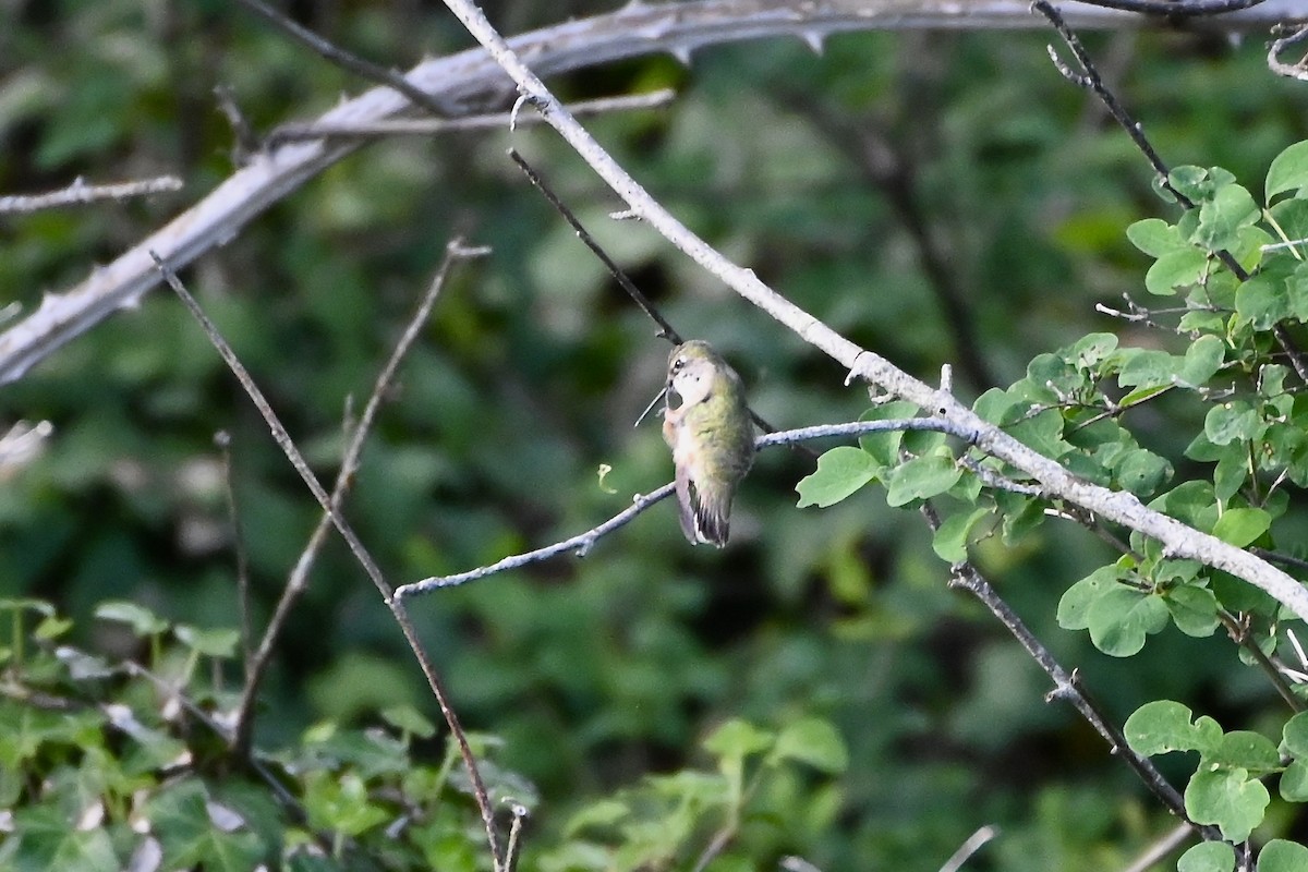 Calliope Hummingbird - ML618990417
