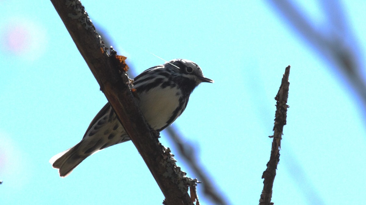 Black-and-white Warbler - ML618990427