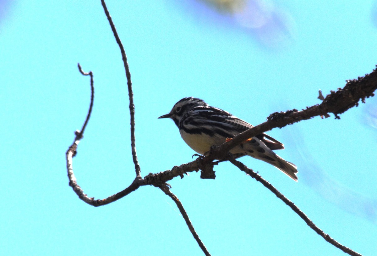 Black-and-white Warbler - ML618990429