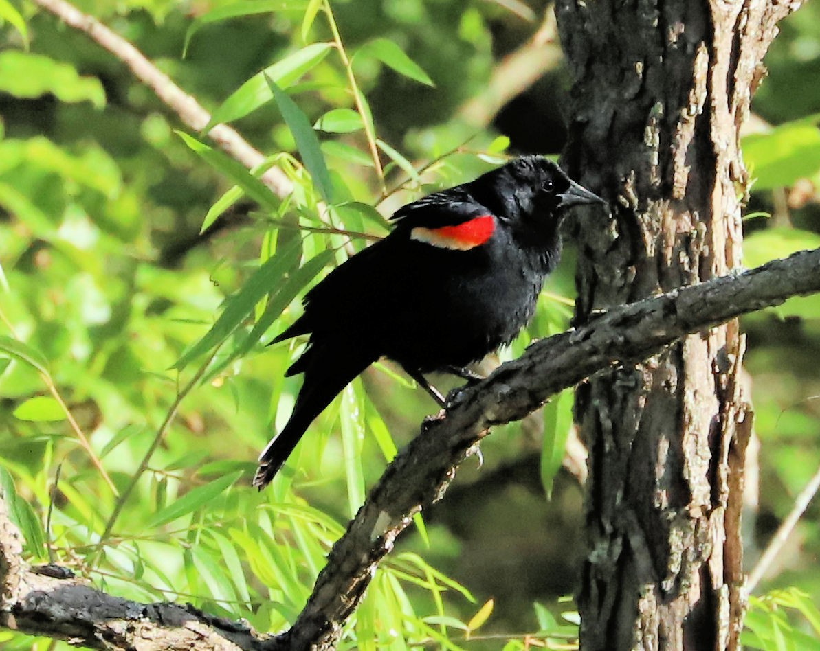 Red-winged Blackbird - DICK GRUBB