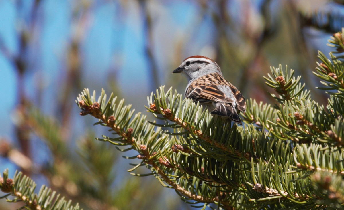 Chipping Sparrow - ML618990434