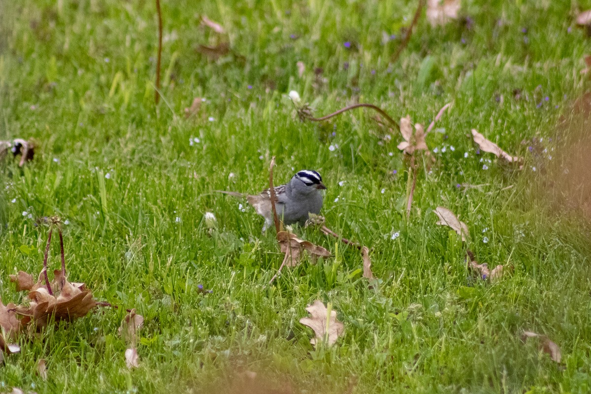 White-crowned Sparrow - ML618990462