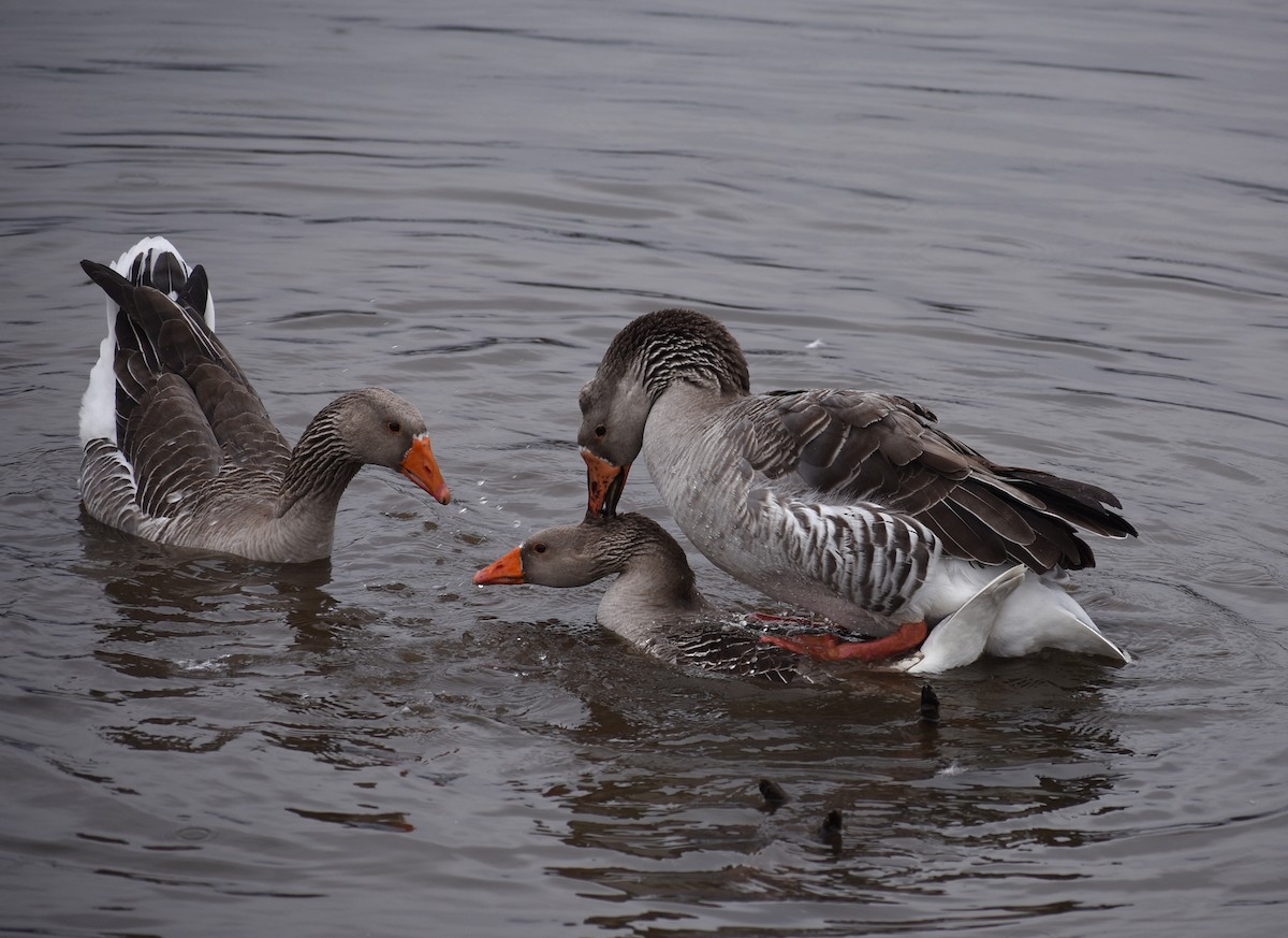 Domestic goose sp. (Domestic type) - M. Rogers